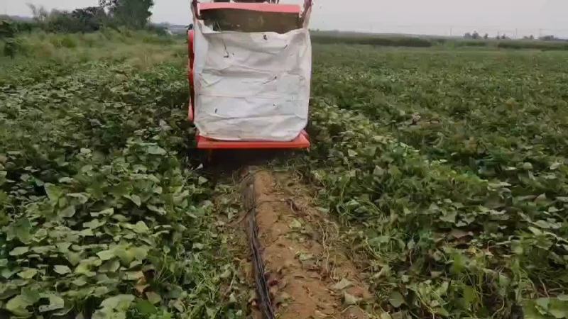 红薯秧收获机