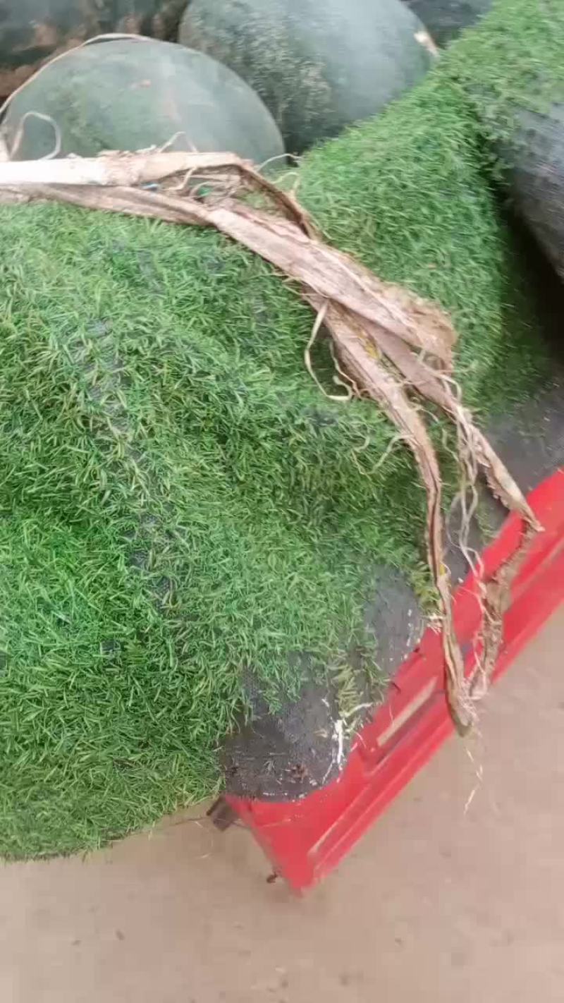 黑美人西瓜开始上市