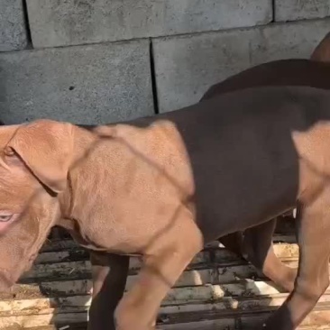 精品比特犬大骨架