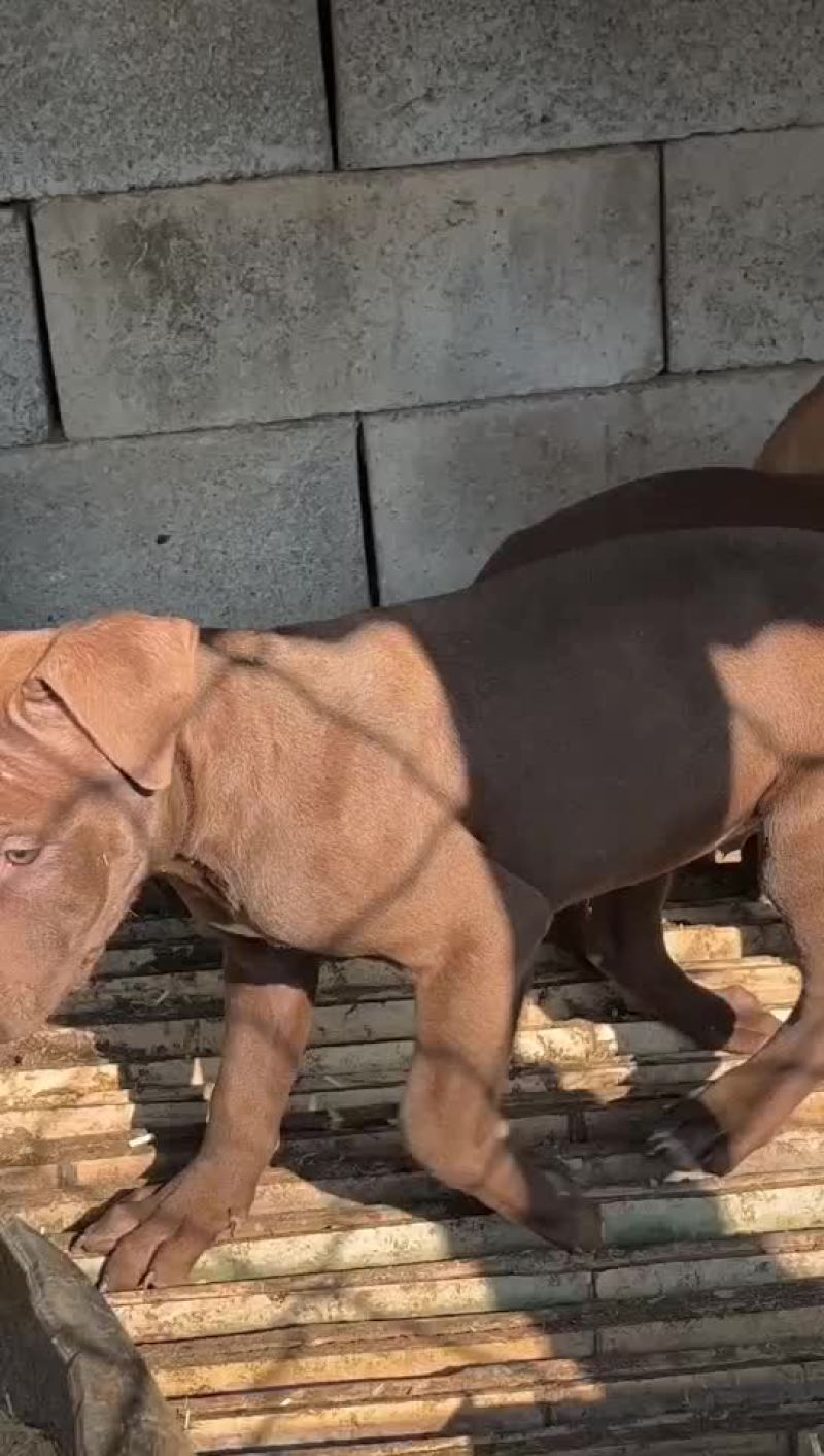 精品比特犬大骨架