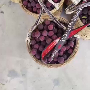 东櫆杨梅