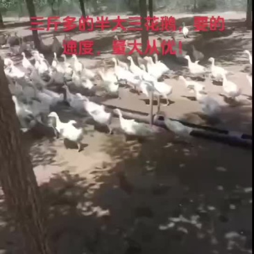 批发零售三斤多的三花鹅