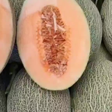 精品哈密瓜大量上市