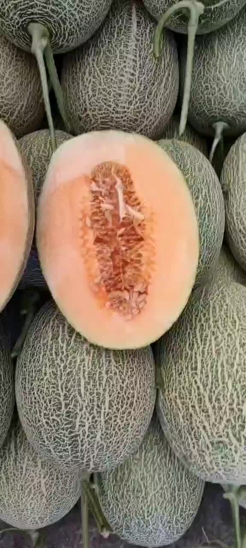 精品哈密瓜大量上市