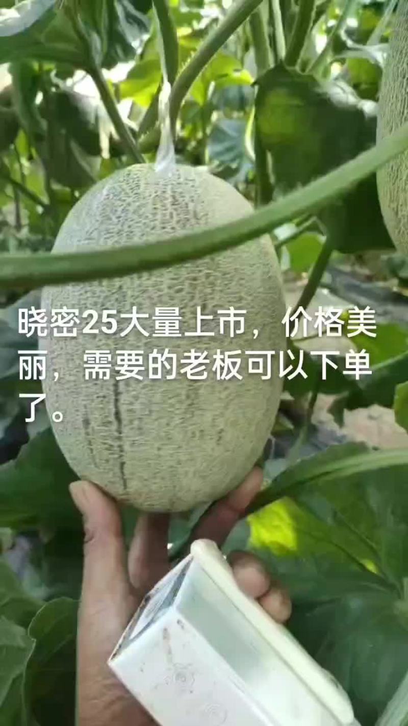 精品哈密瓜大量上市