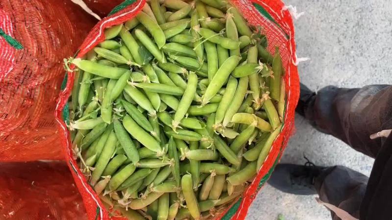 精品豌豆大量上市