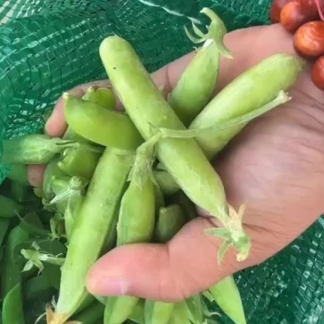 精品豌豆大量上市