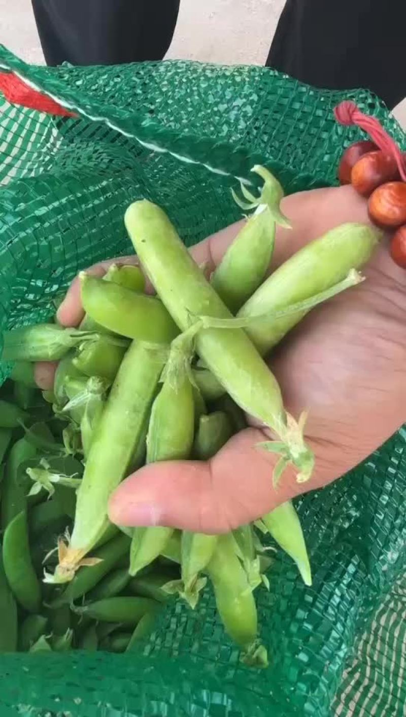 精品豌豆大量上市