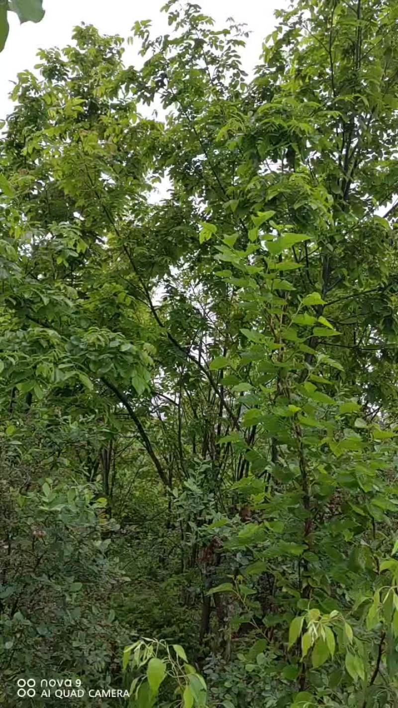 青钱柳