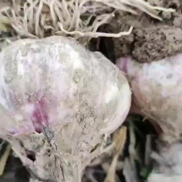 大蒜