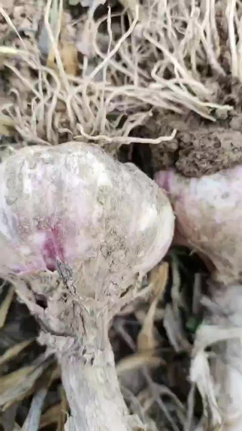 大蒜