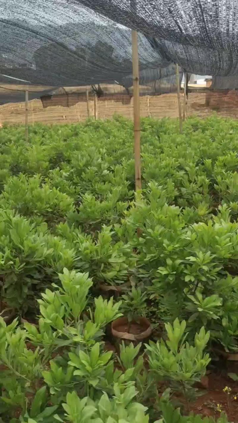 两年生杨梅苗，需要的联系