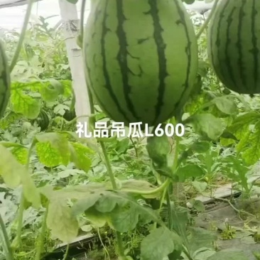 L600精品吊瓜