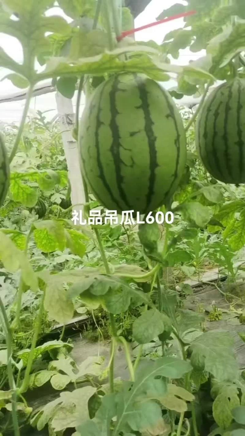 L600精品吊瓜