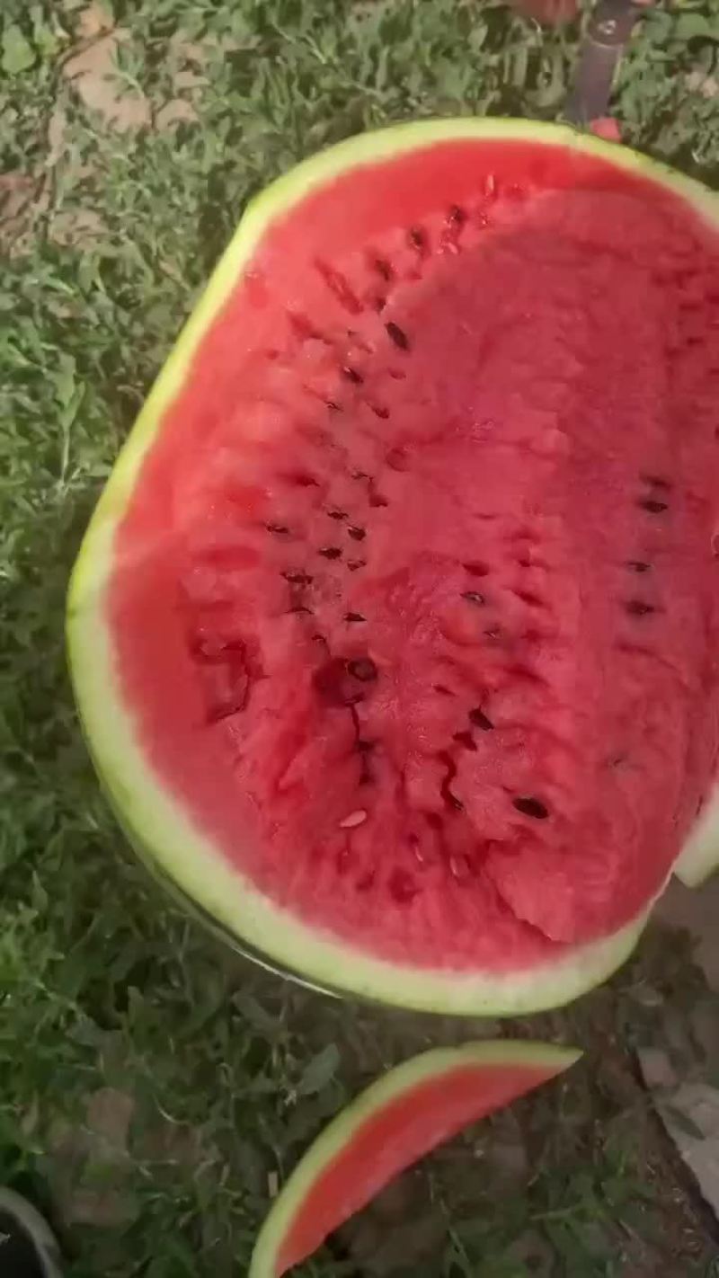 甜王西瓜
