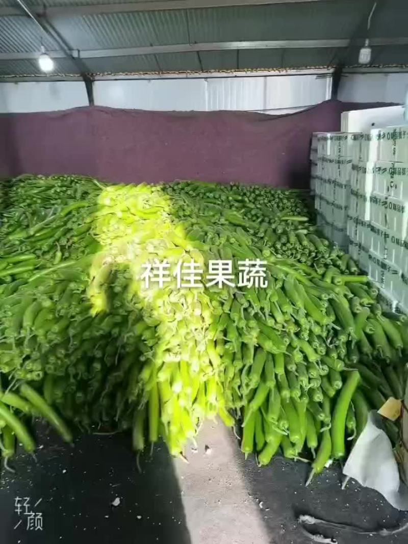 寿光产地，瓠子大量上市。大量有货。需要的老板看过来。