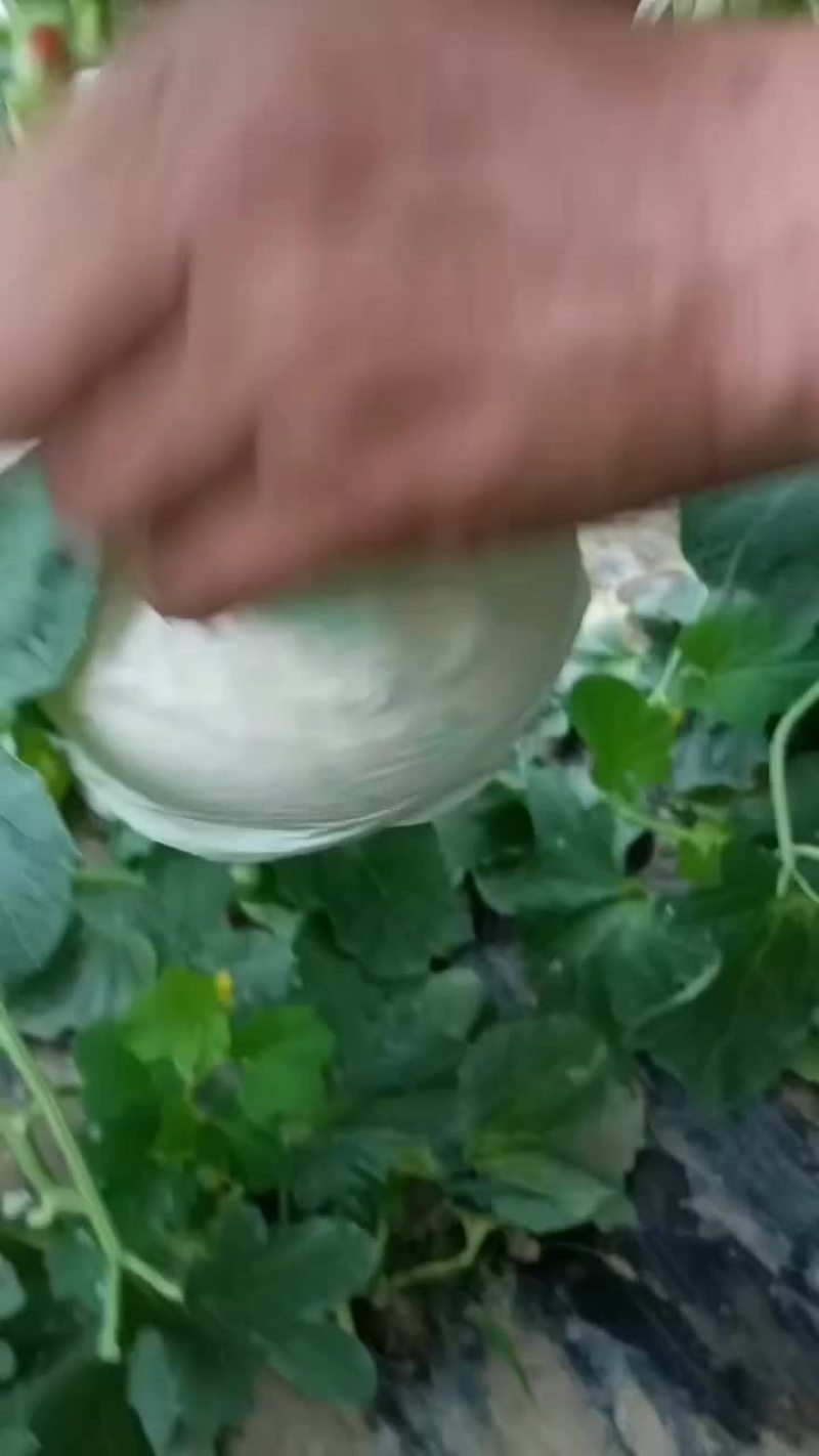 甜瓜
