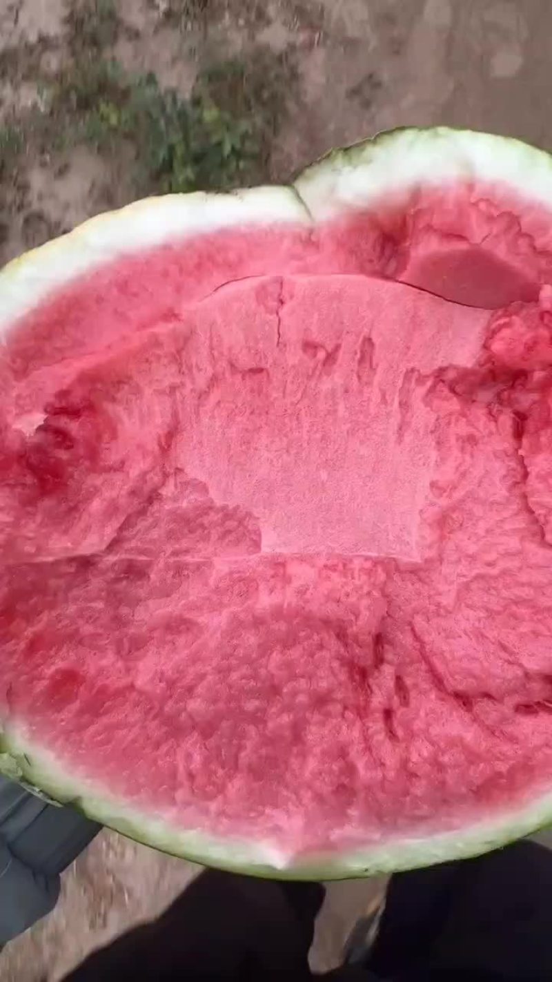 无籽麒麟西瓜