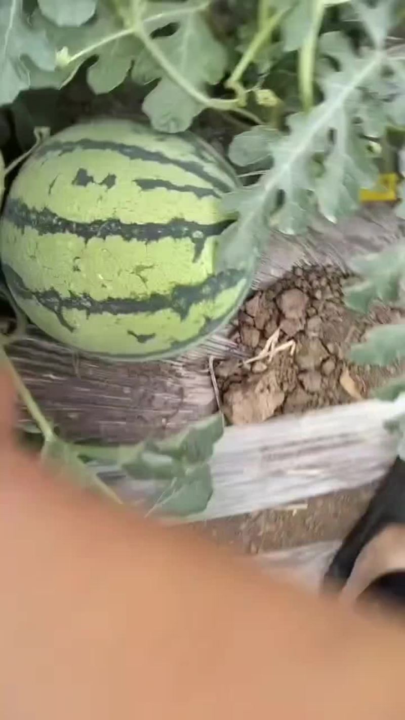 无籽麒麟西瓜