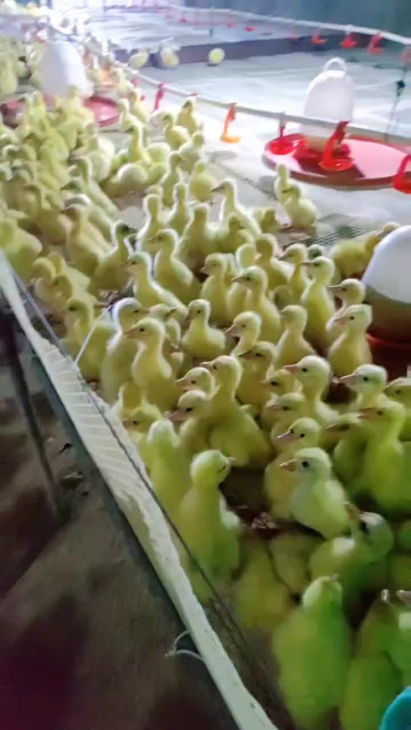 特大品种大金花鹅苗七十天均重九斤，长势快大，同样的时间吃