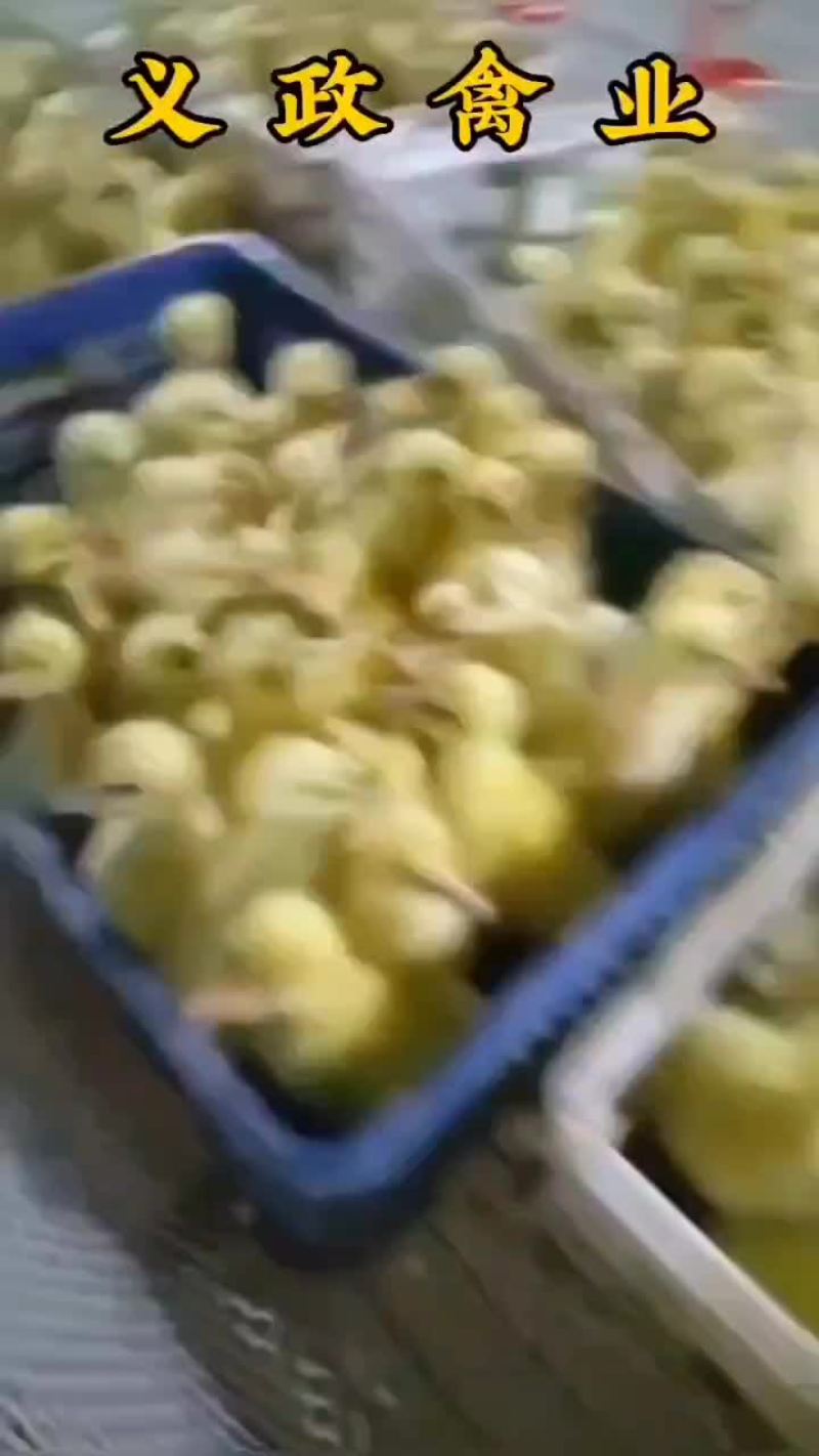 特大品种大金花鹅苗七十天均重九斤，长势快大，同样的时间吃
