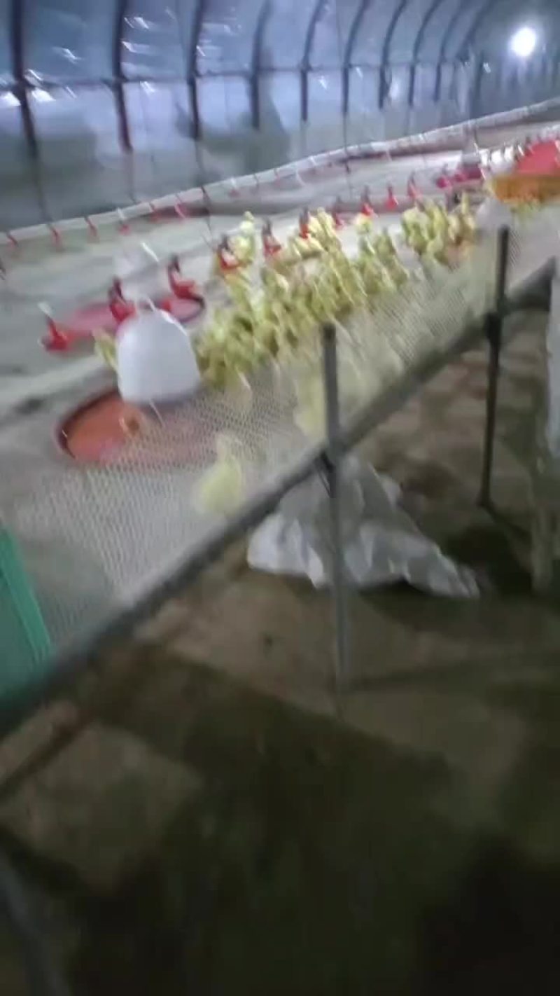 特大品种大金花鹅苗七十天均重九斤，长势快大，同样的时间吃
