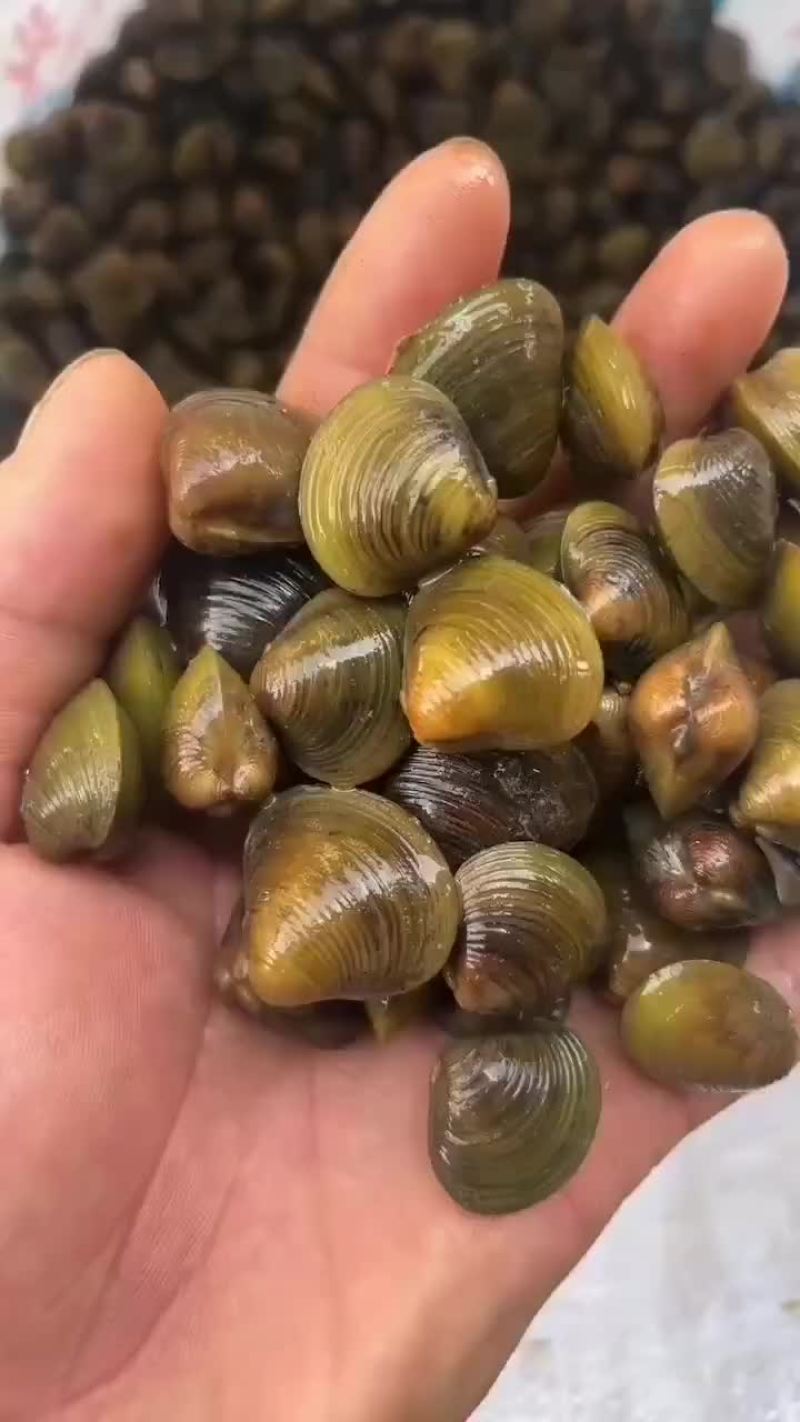 大量批发黄蚬子，量大从优，包活寄货！