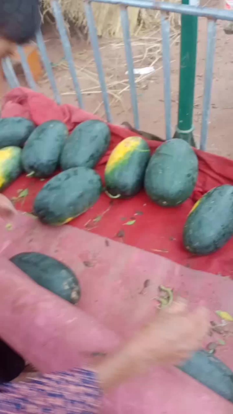 黑美人，西瓜