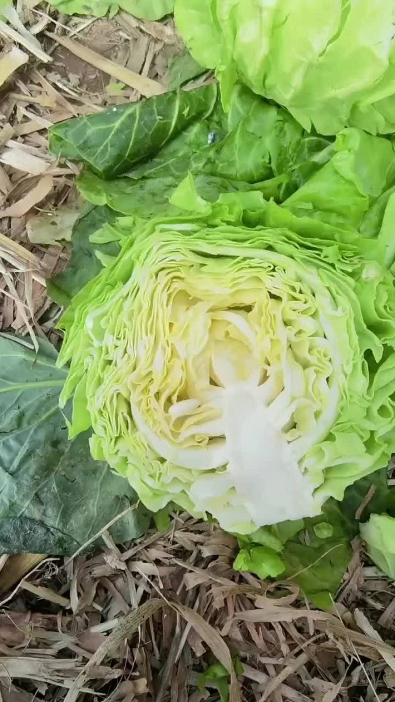 路地甘蓝大量上市