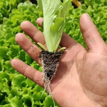 精品意大利生菜苗