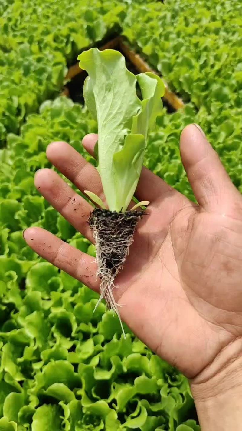 精品意大利生菜苗