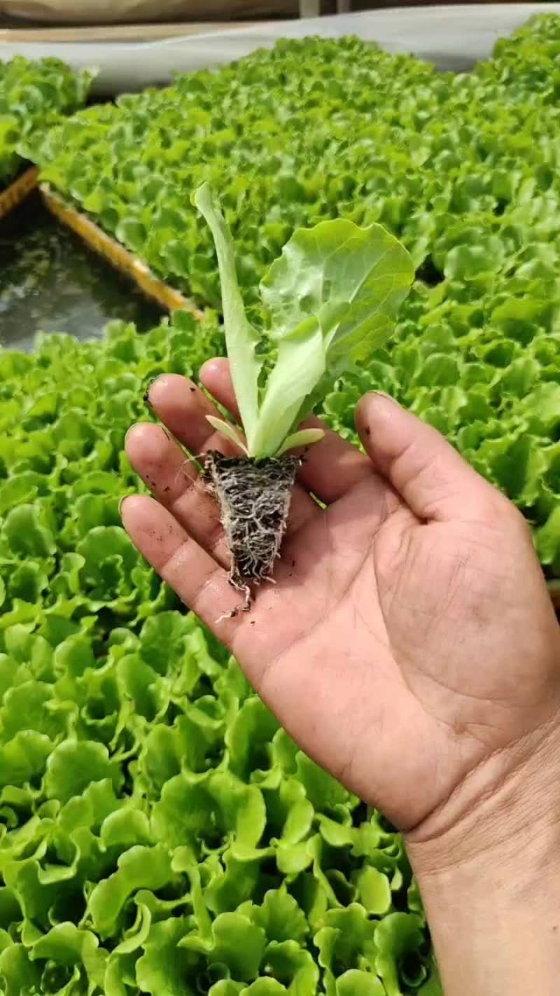精品意大利生菜苗