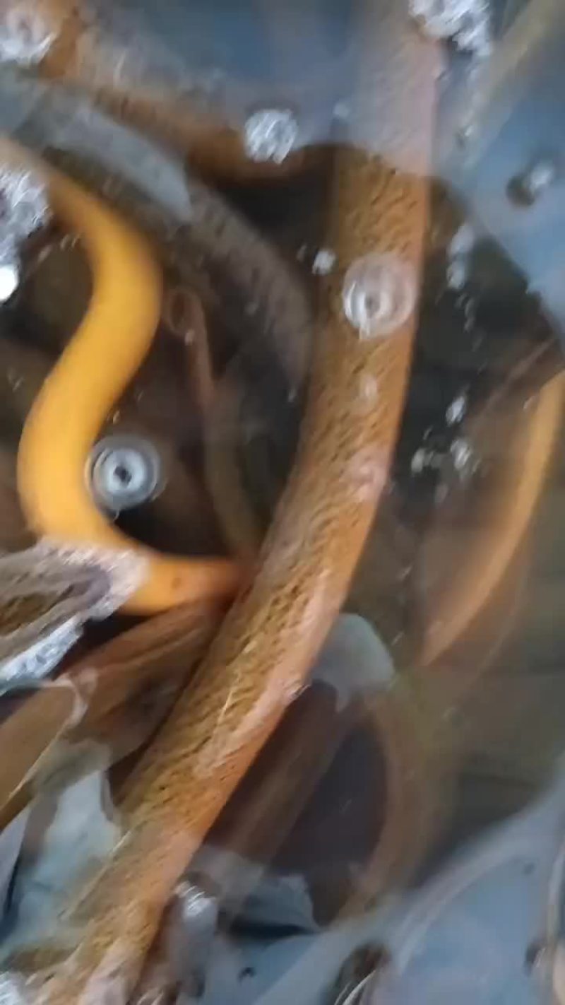 精品大土黄鳝