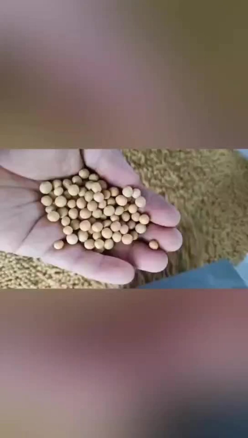 东北黄豆做豆腐豆花豆浆蛋白40以上量大从优