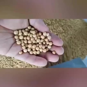 东北黄豆做豆腐豆花豆浆蛋白40以上量大从优