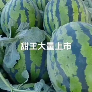 西瓜甜王锦王无干水糖含量l3双红嚷小溥皮