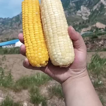 新玉米开始加工了