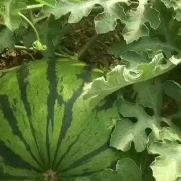 西瓜大量有货789斤