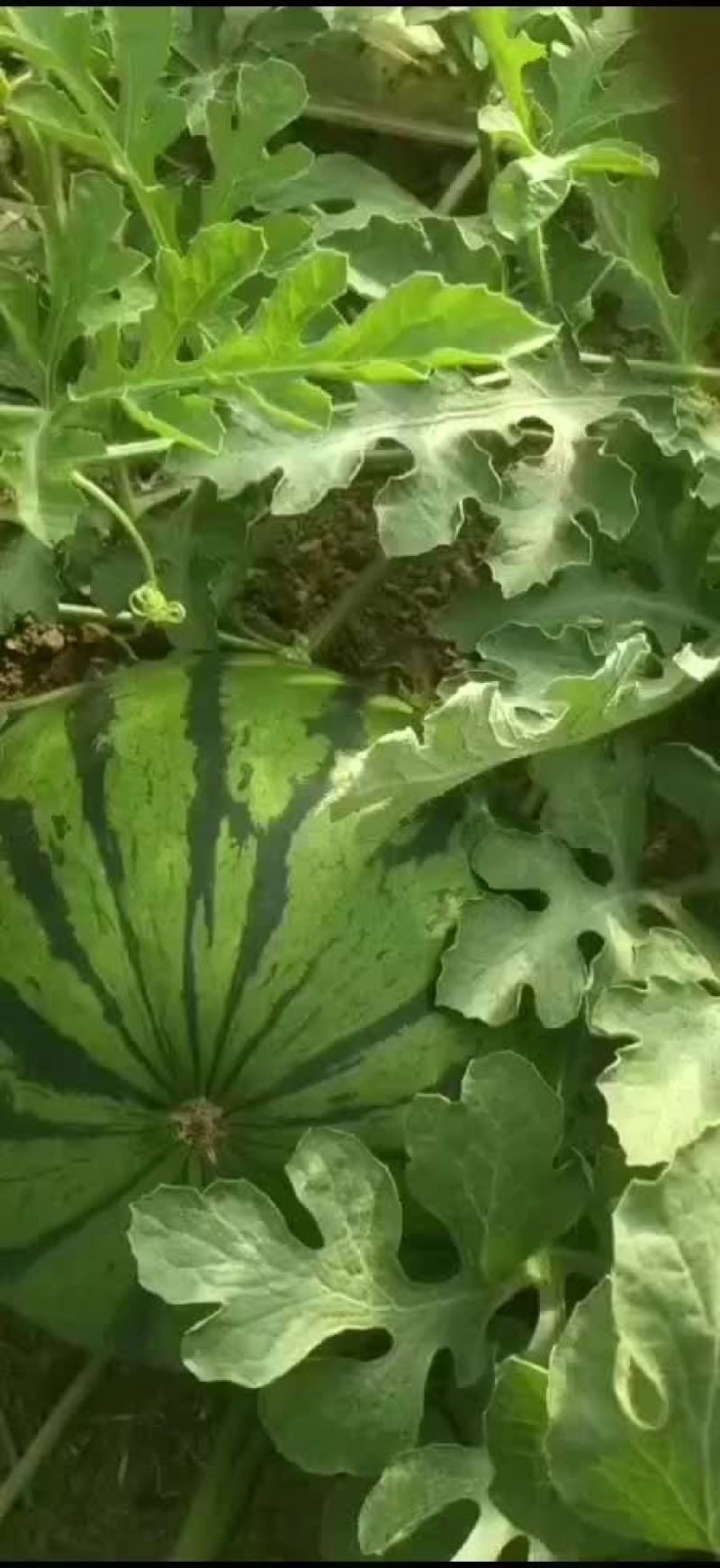 西瓜大量有货789斤