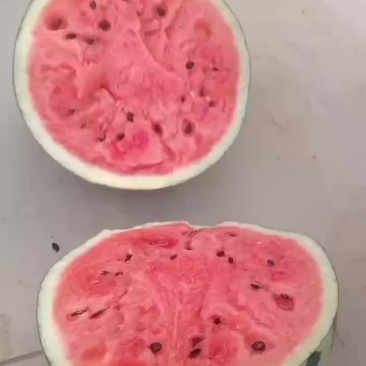 陕西甜王西瓜大量上市