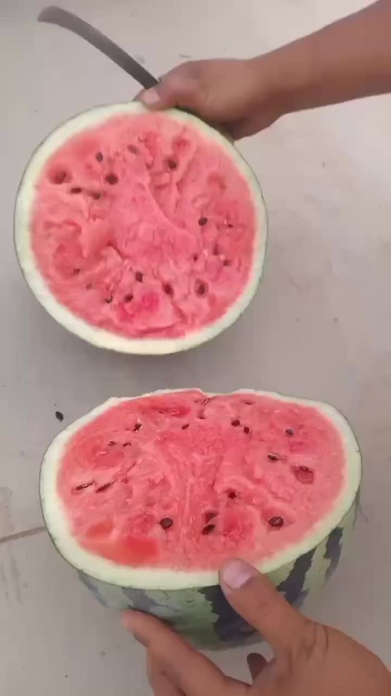 陕西甜王西瓜大量上市