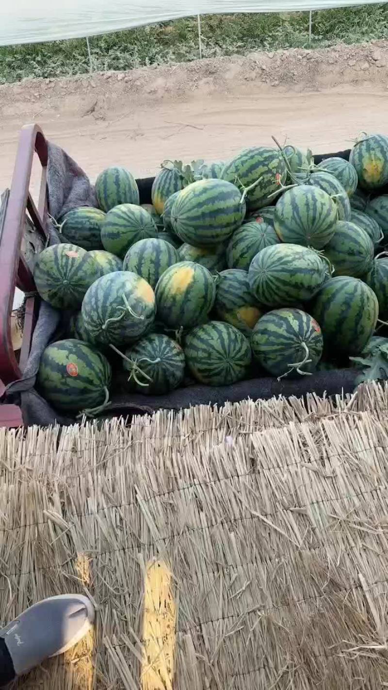 陕西甜王西瓜大量上市