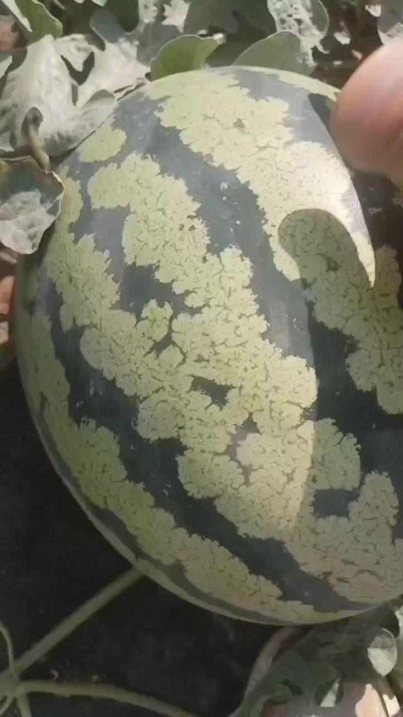 陕西甜王西瓜大量上市