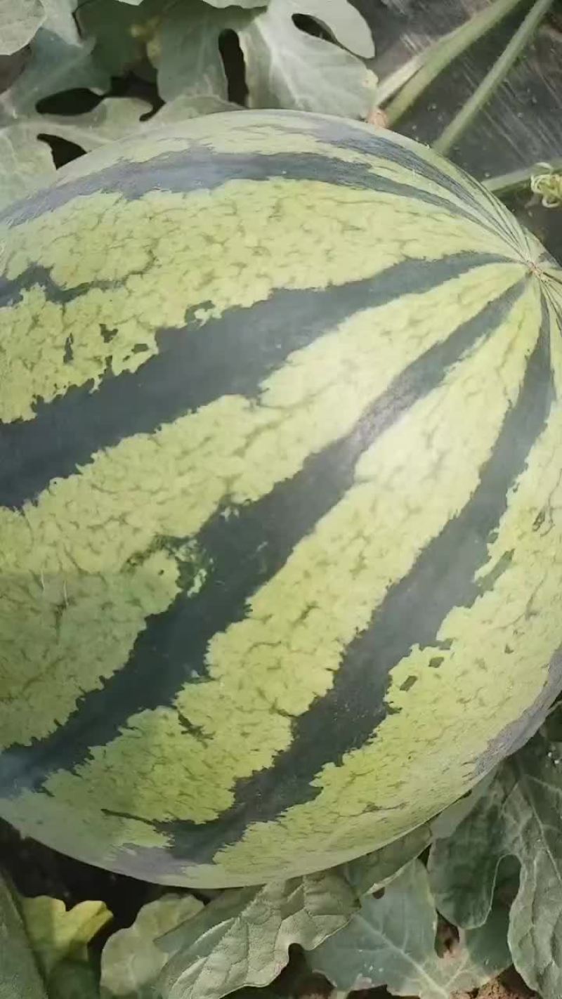 陕西甜王西瓜大量上市