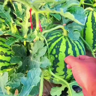 麒麟美都