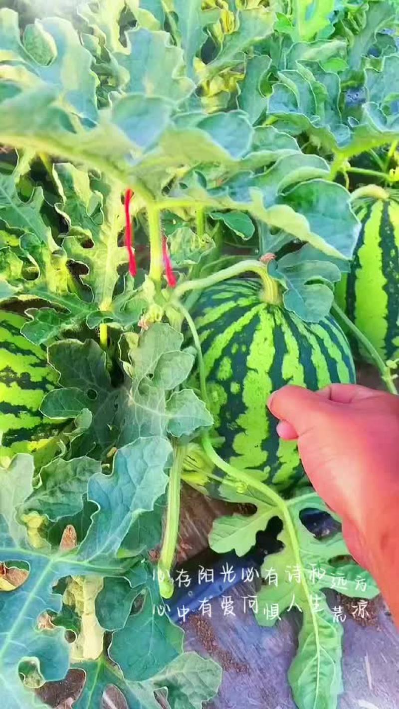 麒麟美都