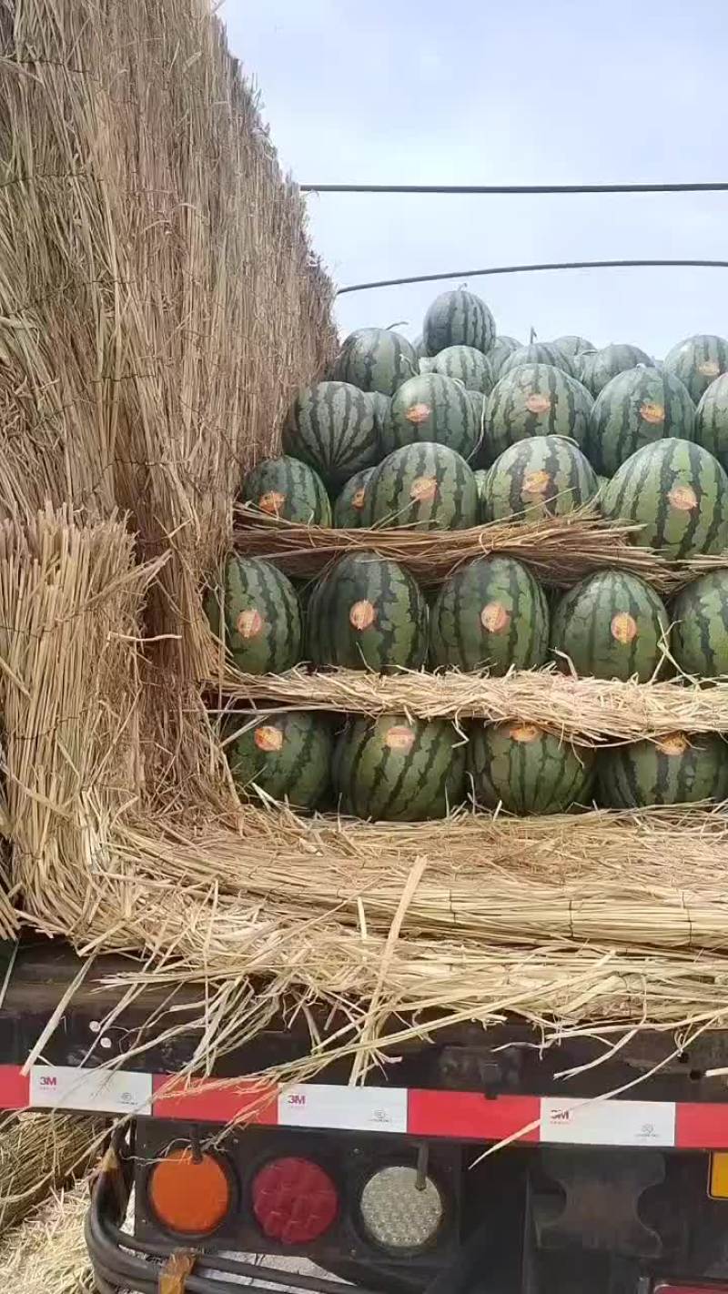 河北甜王