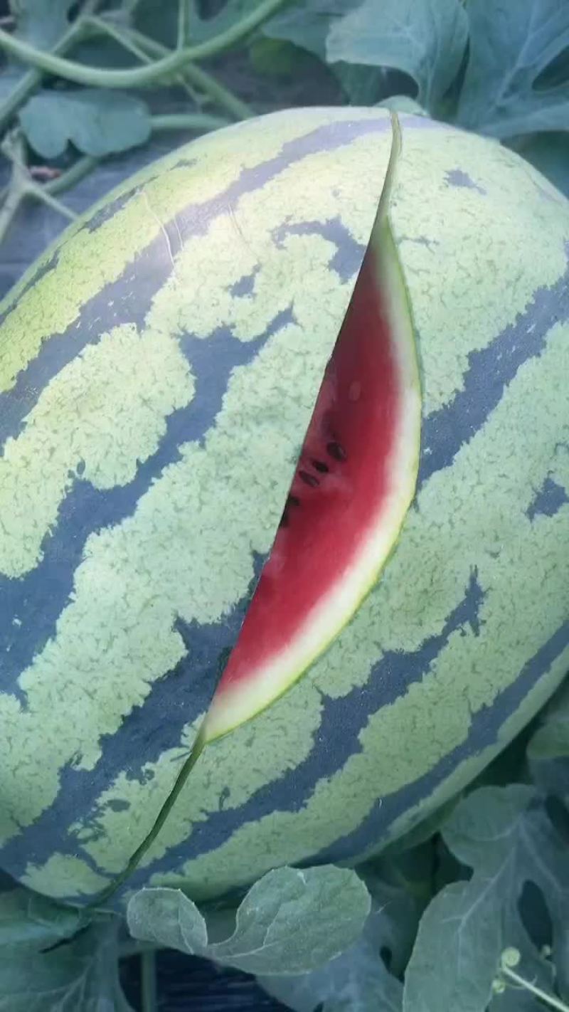 河北甜王