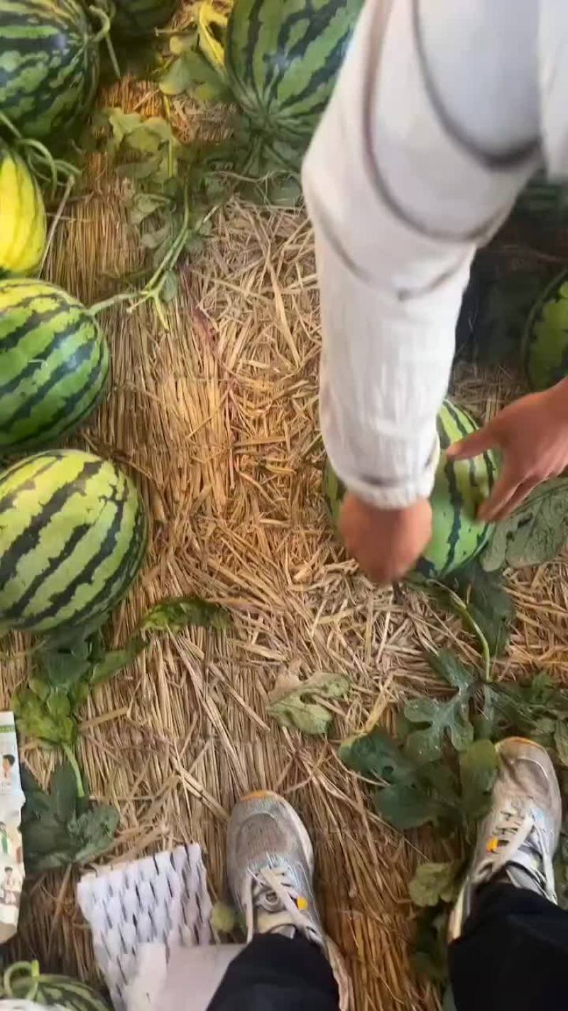 河北甜王