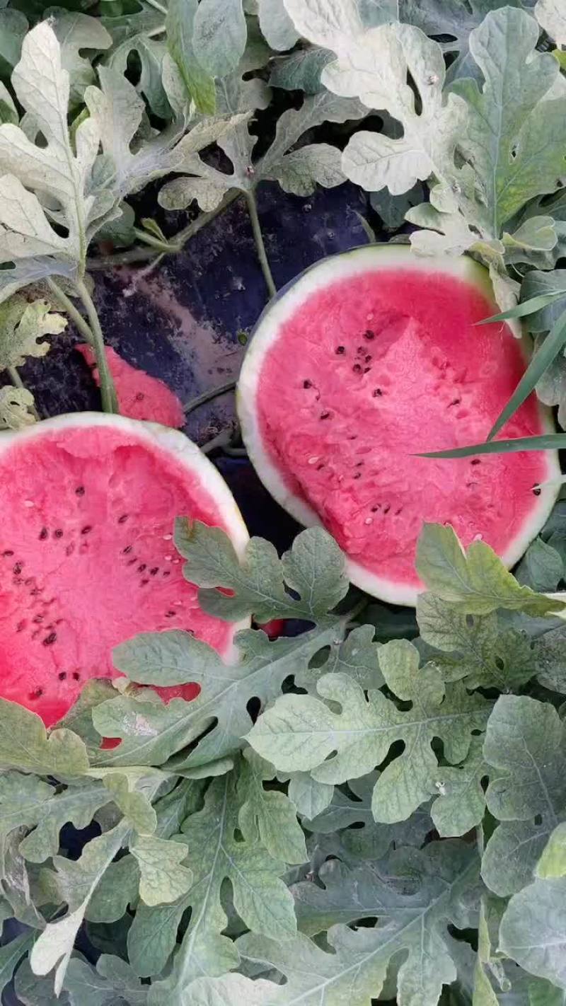 河北甜王
